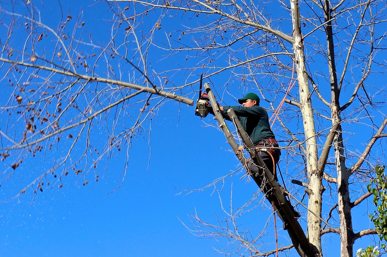 Podkrzesywarki STIHL – klucz do efektywnej pielęgnacji drzew